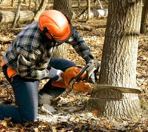 Tree Removal in Allen Junction, WV